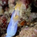 eel_ribbon_woe_sim_v_0010_tha3751.jpg